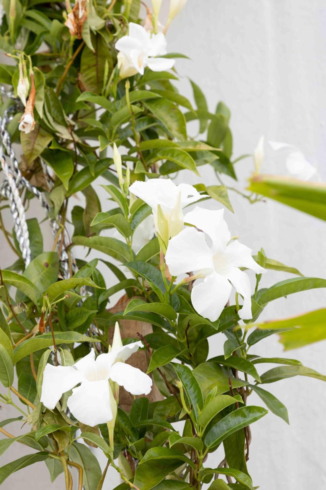 Lotus Colombo Guesthouse エクステリア 写真